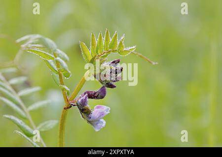 buschwicke (Vicia sepium), blühend, mit Morgentau, Deutschland, Nordrhein-Westfalen Stockfoto