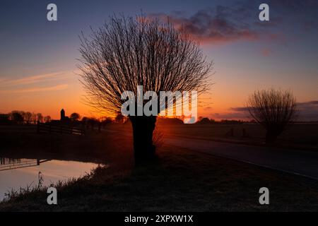 weide, Weide (Salix spec.), bestäubte Weide auf einem Kanal bei Sonnenaufgang, Niederlande, Frisia, Wirdum Stockfoto