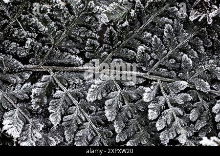 Breiter Buckler-Farn (Dryopteris dilatata, Dryopteris austriaca), Detail des Fronds mit Raureif, Niederlande, Friesland Stockfoto