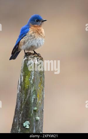 Guatemala Östlicher Blauvogel (Sialia sialis guatemalae, Sialia guatemalae), auf einem Pol, Guatemala Stockfoto