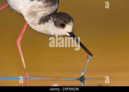 Die Schwarzflügelstelze (Himantopus himantopus) hat in flachem Wasser einen Wurm gefangen, Italien, Toskana, Lago Miscelin Stockfoto