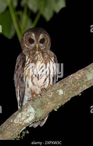 Gefleckte Eule (Ciccaba virgata, Strix virgata), auf einem Zweig in einem dunklen Regenwald, Guatemala Stockfoto