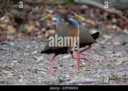 Grauhals Holzschiene, Grauhals Holzschiene, Grauhals Holzschiene (Aramides cajaneus, Eulabeornis cajaneus, Eulabeornis cajanea), zwei Holzschienen Stockfoto