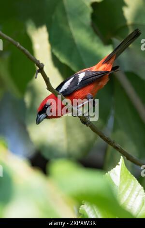 Weißflügeltanager (Piranga leucoptera), männlich auf einem Ast in einem Regenwald in Guatemala Stockfoto