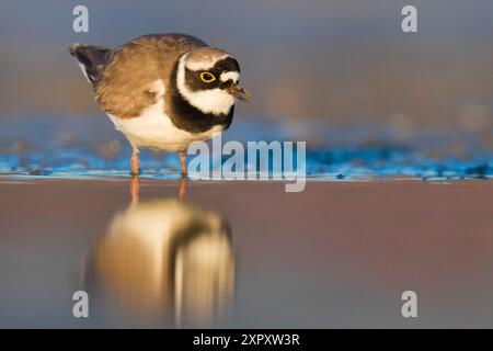 Kleiner Ringpfeifer (Charadrius dubius), steht im Flachwasser, Italien, Toskana Stockfoto