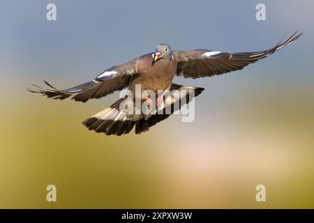Holztaube, gemeine Holztaube (Columba palumbus), im Flug, Vorderansicht, Italien, Toskana, Piana di Sesto Fiorentino, Sexten Fiorentino; Florenz Stockfoto