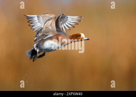 Europäische Witwe, Eurasische Witwe (Anas penelope, Mareca penelope), drake vom Wasser aus, Seitenansicht, Italien, Toskana Stockfoto