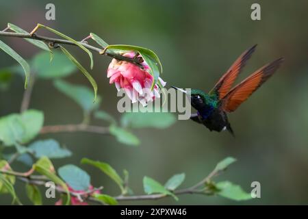 Kolibri (Lamprolaima rhami), der sich tropischen Blumen in einem Regenwald in Guatemala nähert Stockfoto