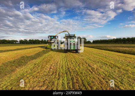 Grasernte mit Feldhäcksler und Traktor wird Gras gehackt und auf einem Anhänger transportiert, Niederlande, Frisia, Delleboersterheide Stockfoto