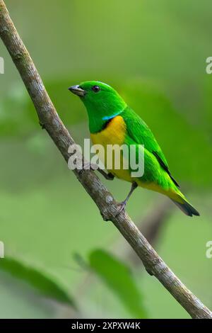 Blaugekrönte Chlorophonie (Chlorophonia occipitalis), auf einem Zweig in einem Regenwald in Guatemala Stockfoto