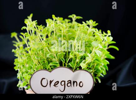 Wildes Origanum, wildes Marjoram (Origanum vulgare), frischer Oregano in einem Topf mit Schild Stockfoto