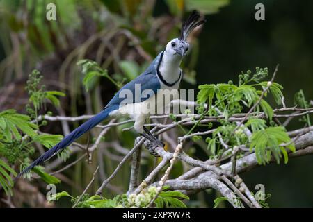 Weißkehlchen-Elster-jay (Calocitta formosa), hoch oben auf einem Zweig in einem Regenwald in Guatemala Stockfoto