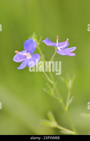 Germander speedwell (Veronica chamaedrys), Blumen, Deutschland, Nordrhein-Westfalen Stockfoto