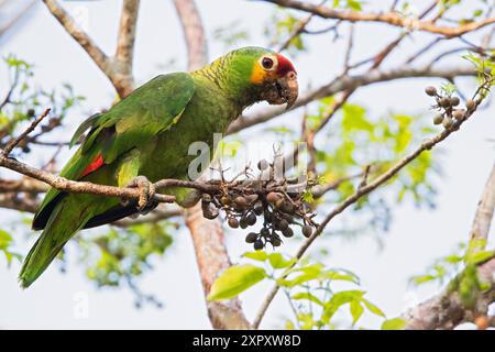 amazonas autumnalis (Amazona autumnalis), sitzt auf einem Zweig im Regenwald, isst von tropischen Beeren, Guatemala Stockfoto