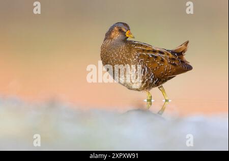 Gepunktete Crake (Porzana porzana), steht im flachen Wasser und blickt nach hinten, Seitenansicht, Italien, Toskana Stockfoto