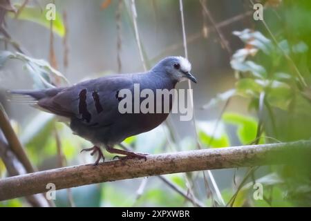 Purpurbrüstige Grundtaube, braunbraune Grundtaube (Paraclaravis mondetoura, Claravis mondetoura), auf einem Zweig in einem montanen Regenwald, G Stockfoto