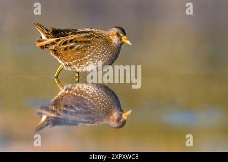 Gefleckte Crake (Porzana porzana), stehend im flachen Wasser, Reflexion, Italien, Toskana, Piana fiorentina - Lago Miscelin, Poggio a Caiano Stockfoto