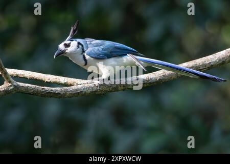 Weißkehlchen-Elster-jay (Calocitta formosa), hoch oben auf einem Zweig in einem Regenwald in Guatemala Stockfoto