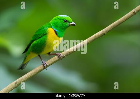 Blaugekrönte Chlorophonie (Chlorophonia occipitalis), auf einem Zweig in einem Regenwald in Guatemala Stockfoto