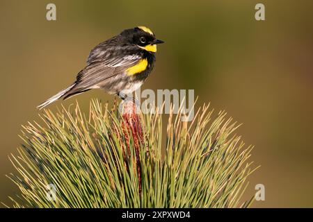 Townsend's Warbler, Audubon's Warbler, Gelbrumpelwarbler (Setophaga goldmani), erwachsener Mann, der auf einem Zweig in einem Regenwald in Guatemala sitzt Stockfoto