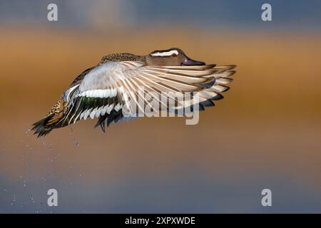 Garganey (Spatula querquedula, Anas querquedula), drake vom Wasser aus, Seitenansicht, Italien, Toskana Stockfoto