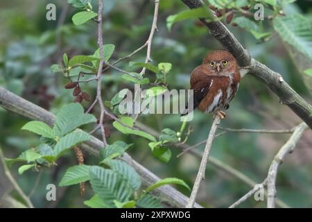 Guatemaltekische Zwergkauz (Glaucidium cobanense), sitzt auf einem Zweig im Regenwald, Guatemala Stockfoto