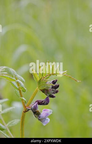 buschwicke (Vicia sepium), blühend, mit Morgentau, Deutschland, Nordrhein-Westfalen Stockfoto