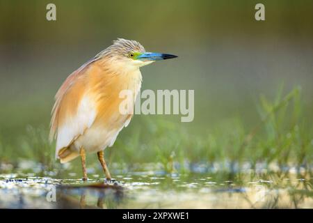 Räucherreiher (Ardeola ralloides), stehend im Zuchtgefieder im Flachwasser , Italien, Toskana, Piana Livornese-Pisana, Livorno; Pisa Stockfoto