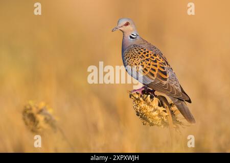 Schildkrötentaube, europäische Schildkrötentaube (Streptopelia turtur), auf einer getrockneten Sonnenblume, Seitenansicht, Italien, Toskana Stockfoto