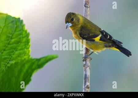 Schwarzköpfige, schwarzköpfige Goldfinke, neotropische schwarzköpfige siskin (Spinus notatus, Carduelis notata), sitzend auf einem Zweig im Regenwald, Gu Stockfoto