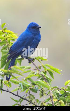 Einfarbiger jay (Aphelocoma unicolor), der auf einem Zweig in einem Nebelwald in Guatemala thront Stockfoto