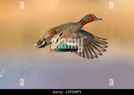 Grün-geflügeltes Petrol, gemeiner Petrol (Anas crecca), drake, der aus dem Wasser geht, Italien, Toskana Stockfoto