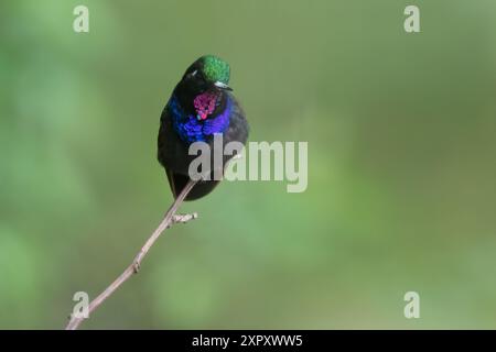 Kolibri (Lamprolaima rhami), auf einem Zweig in einem Regenwald in Guatemala Stockfoto