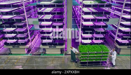 Moderne Vertical Farm-Bediener ziehen ein beladenes Rack mit frischen Pflanzen aus grünem Basilikum. Luftaufnahme Von Oben. Arbeiter, die mit einem Hydroponiksystem im industriellen Maßstab nachhaltige Produkte anbauen Stockfoto