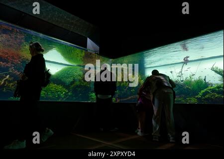 Besucher erkunden „Forests Underwater“, eine faszinierende Aquascape-Ausstellung von Takashi Amano Stockfoto