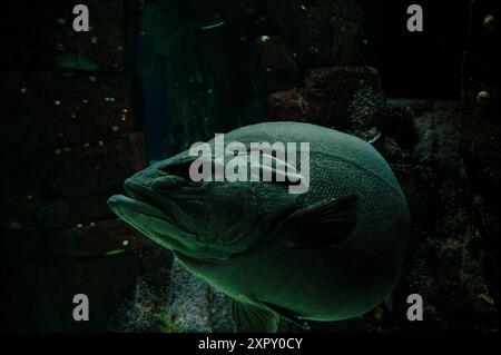 Ein großer Gruppierer schwimmt durch die schwach beleuchteten Tiefen seines Tanks im Lissabonner Ozeanarium Stockfoto