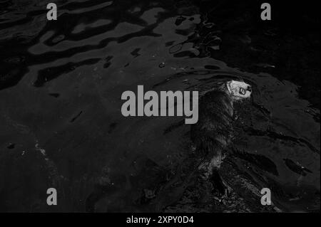 Ein Seeotter schwimmt friedlich auf seinem Rücken im dunklen Wasser, sein Fell ist glatt und schimmert unter dem Licht Stockfoto