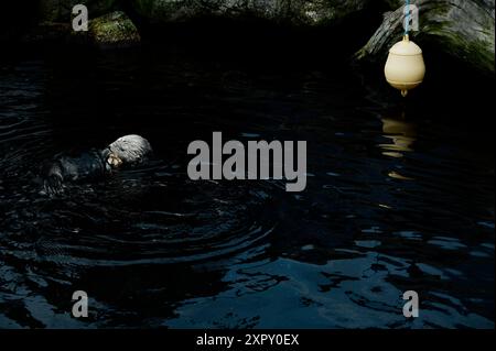 Ein verspielter Seeotter schwimmt mühelos auf dem ruhigen, dunklen Wasser des Ozeanariums von Lissabon und hält eine kleine Leckerei in den Pfoten Stockfoto