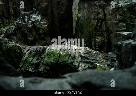 Ein Papageientaucher liegt auf einem felsigen Felsvorsprung im Lissabonner Ozeanarium, umgeben von moosbedeckten Felsen und einer naturalistischen Landschaft Stockfoto