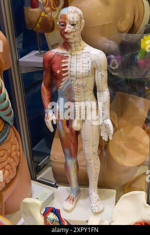 Modell des menschlichen Organsystems, Anatomie, Nerven, Kreislauf, Verdauung, Ausscheidungs-, Harn- und Knochensystem. Medizinische Ausbildung Stockfoto