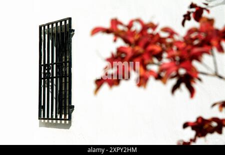 Rote Herbstbaumblätter (Lagerstroemia indica, auch bekannt als Crape myrte) an einer weißen Wand Stockfoto