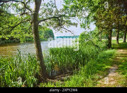 Wanderweg, frisches Schilfgras am Arm des Fort Parker Lake, in der Nähe des Picknickbereichs, Fort Parker State Park, Prärien und Seen Region, Texas, USA Stockfoto