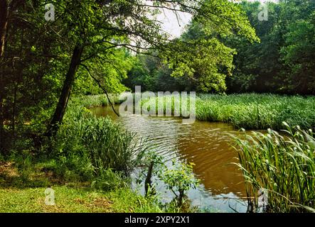 Schilfgras, Bäume am Arm des Fort Parker Lake, in der Nähe des Picknickbereichs, Fort Parker State Park, Prärien und Seen Region, Texas, USA Stockfoto