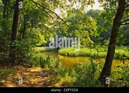 Schilfgras, Bäume am Arm des Fort Parker Lake, in der Nähe des Picknickbereichs, Fort Parker State Park, Prärien und Seen Region, Texas, USA Stockfoto