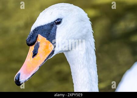 Ausgewachsener Schwan Ausgewachsener Schwan Cygnus albus auf dem Lehnitzsee in Oranienburg am 06.08.2024 Oranienburg Oranienburg Deutschland Lehnitzsee *** Erwachsener Schwan Erwachsener Schwan Cygnus albus auf dem Lehnitzsee in Oranienburg am 06 08 2024 Oranienburg Oranienburg Deutschland Lehnitzsee Stockfoto