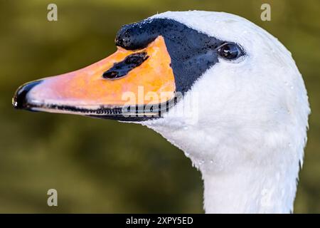 Ausgewachsener Schwan Ausgewachsener Schwan Cygnus albus auf dem Lehnitzsee in Oranienburg am 06.08.2024 Oranienburg Oranienburg Deutschland Lehnitzsee *** Erwachsener Schwan Erwachsener Schwan Cygnus albus auf dem Lehnitzsee in Oranienburg am 06 08 2024 Oranienburg Oranienburg Deutschland Lehnitzsee Stockfoto