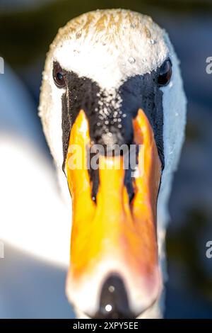 Ausgewachsener Schwan Ausgewachsener Schwan Cygnus albus auf dem Lehnitzsee in Oranienburg am 06.08.2024 Oranienburg Oranienburg Deutschland Lehnitzsee *** Erwachsener Schwan Erwachsener Schwan Cygnus albus auf dem Lehnitzsee in Oranienburg am 06 08 2024 Oranienburg Oranienburg Deutschland Lehnitzsee Stockfoto