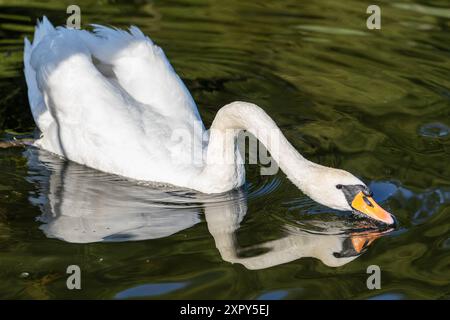 Ausgewachsener Schwan Ausgewachsener Schwan Cygnus albus auf dem Lehnitzsee in Oranienburg am 06.08.2024 Oranienburg Oranienburg Deutschland Lehnitzsee *** Erwachsener Schwan Erwachsener Schwan Cygnus albus auf dem Lehnitzsee in Oranienburg am 06 08 2024 Oranienburg Oranienburg Deutschland Lehnitzsee Stockfoto