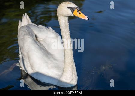 Ausgewachsener Schwan Ausgewachsener Schwan Cygnus albus auf dem Lehnitzsee in Oranienburg am 06.08.2024 Oranienburg Oranienburg Deutschland Lehnitzsee *** Erwachsener Schwan Erwachsener Schwan Cygnus albus auf dem Lehnitzsee in Oranienburg am 06 08 2024 Oranienburg Oranienburg Deutschland Lehnitzsee Stockfoto