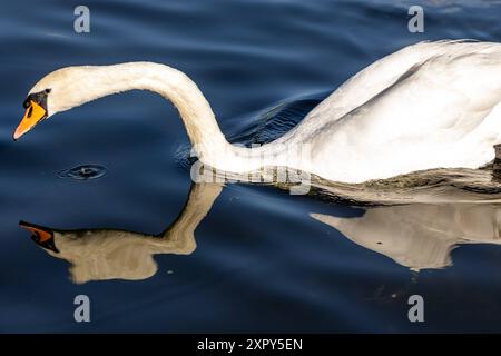 Ausgewachsener Schwan Ausgewachsener Schwan Cygnus albus auf dem Lehnitzsee in Oranienburg am 06.08.2024 Oranienburg Oranienburg Deutschland Lehnitzsee *** Erwachsener Schwan Erwachsener Schwan Cygnus albus auf dem Lehnitzsee in Oranienburg am 06 08 2024 Oranienburg Oranienburg Deutschland Lehnitzsee Stockfoto